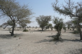 Sahel : des solutions sur mesure face au climat, aux violences et à l'insécurité Sahel : des solutions sur mesure face au climat, aux violences et à l'insécurité