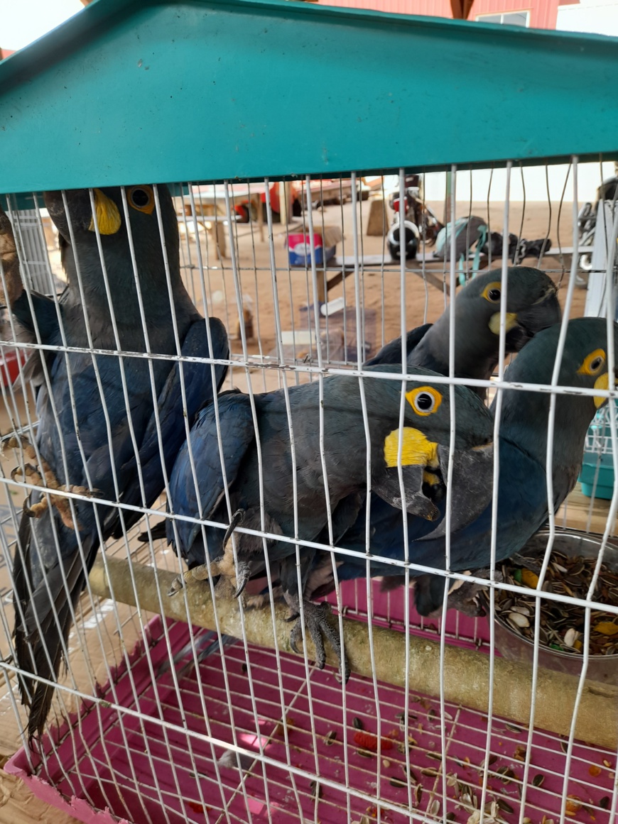 Des trafiquants brésiliens arrêtés en possession des espèces protégées endémiques au large du Togo