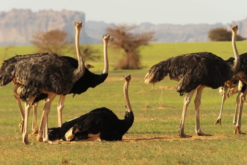 Tchad - Ennedi : un paradis caché au milieu du Sahara, à découvrir absolument !