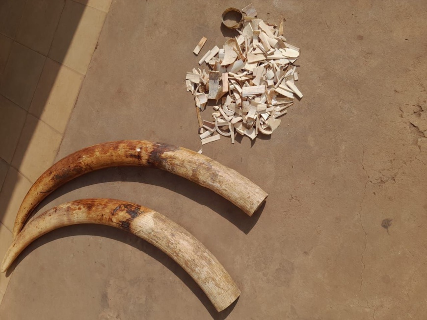 Trafic d’espèces protégées : quatre trafiquants d’ivoire arrêtés puis déférées à la prison civile de Lomé Trafic d’espèces protégées : quatre trafiquants d’ivoire arrêtés puis déférées à la prison civile de Lomé