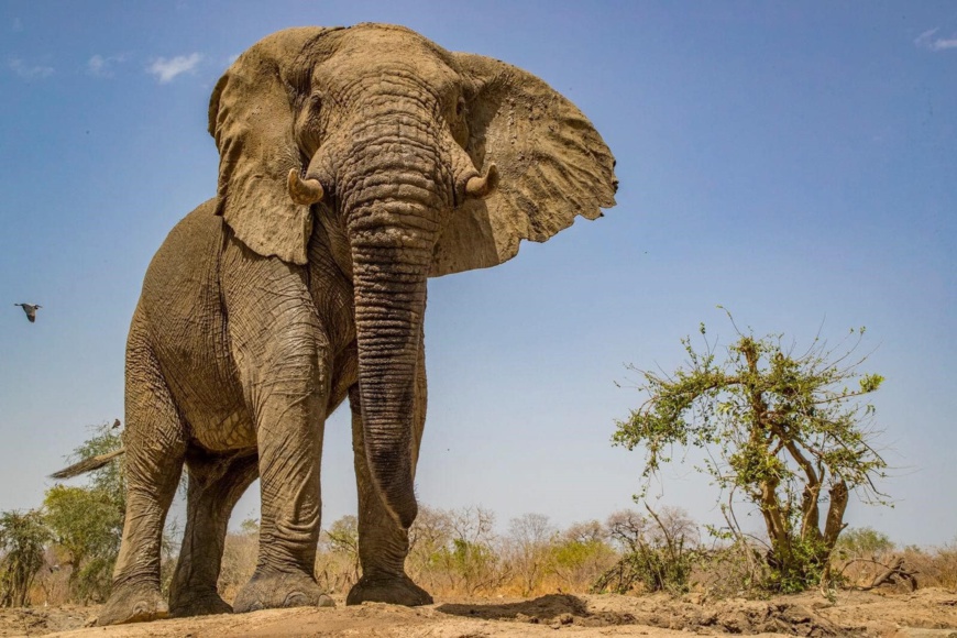 Tchad - Zakouma: un paradis naturel à découvrir Tchad - Zakouma: un paradis naturel à découvrir
