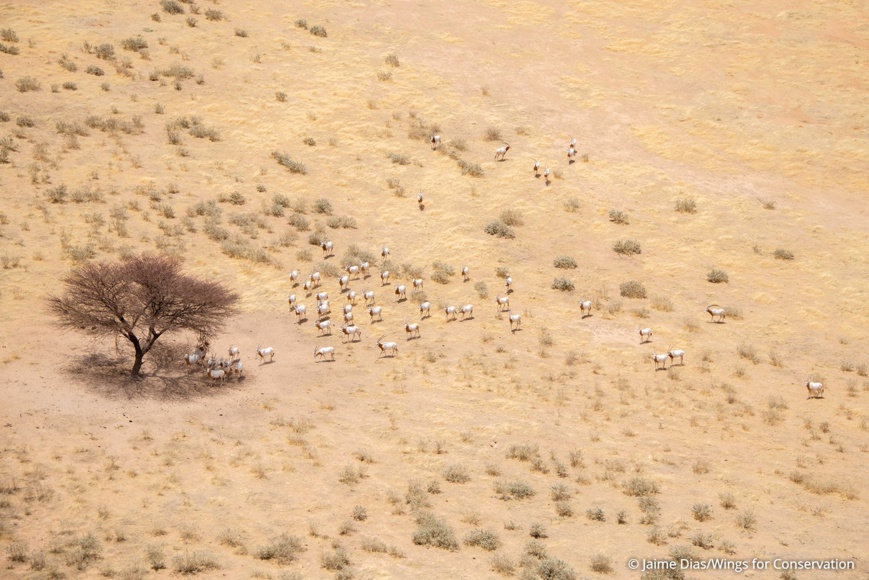 Réchauffement climatique : impact sur la faune tchadienne