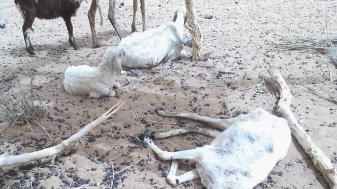 Niger - Crise pastorale à Agadez : Une situation dramatique qui appelle à une mobilisation urgente