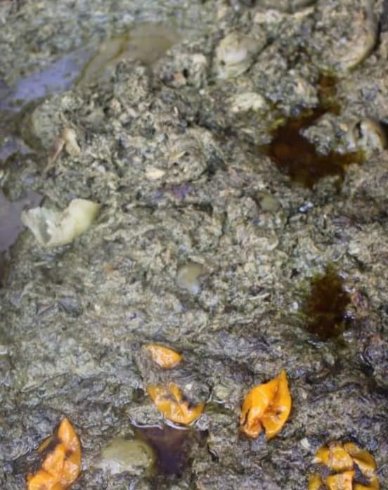 Tchad - Voyage Culinaire au Cœur du Logone Oriental : Saveurs Authentiques et Saines