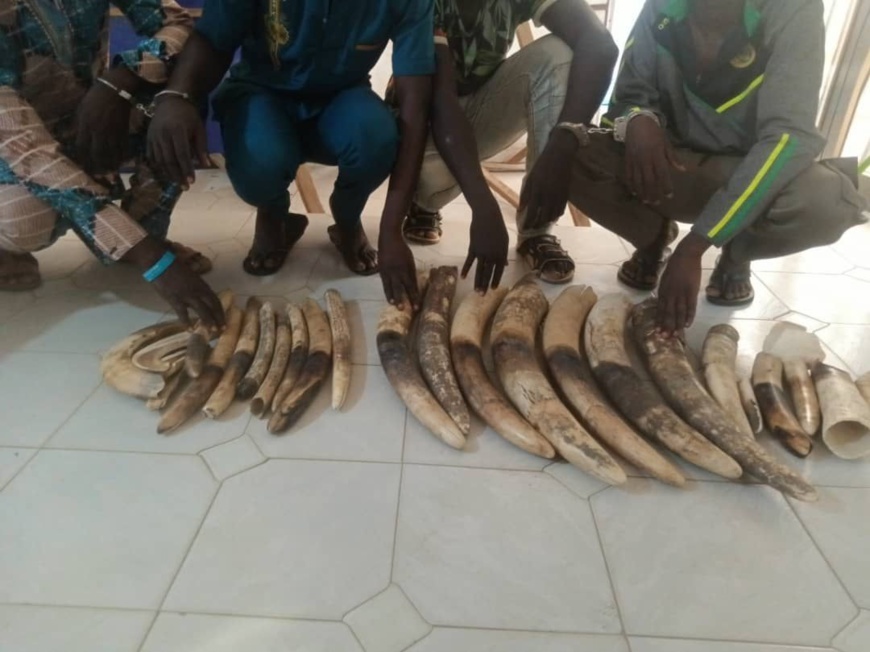 Lutte contre le trafic d'espèces sauvages au Togo : 4 trafiquants présumés d'ivoire arrêtés à Kara