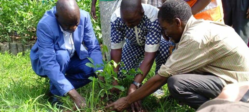 Tchad : à Moundou, la forêt de Koutou menacée de disparition Tchad : à Moundou, la forêt de Koutou menacée de disparition