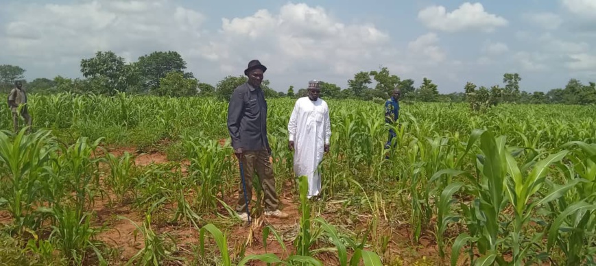 Tchad : 52,5 hectares de sorgho et d'arachide détruits par les éléphants dans le canton Gueble Tchad : 52,5 hectares de sorgho et d'arachide détruits par les éléphants dans le canton Gueble