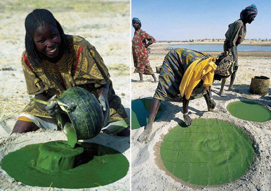 La spiruline, un remède traditionnel oublié de nos jours au Tchad La spiruline, un remède traditionnel oublié de nos jours au Tchad