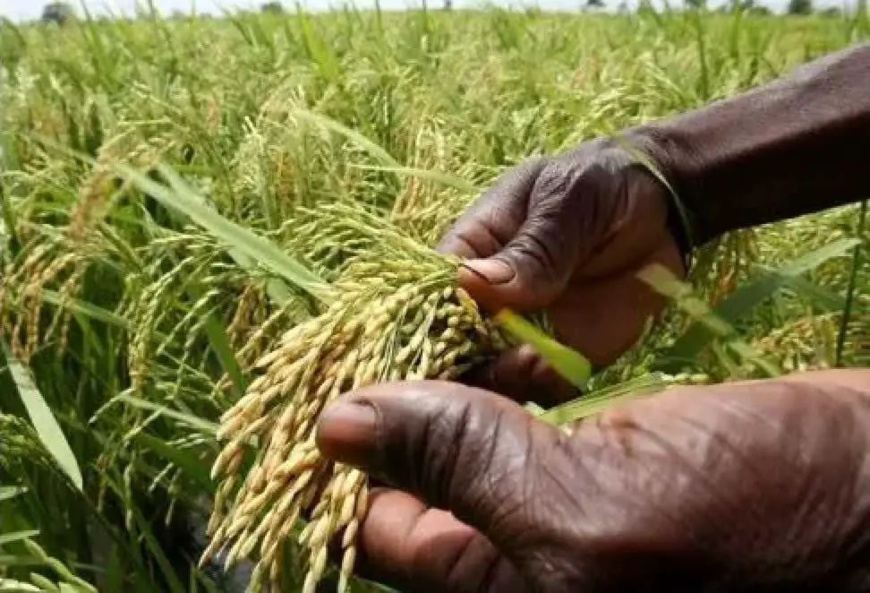 Tchad : le réchauffement climatique impacte sur le calendrier agricole Tchad : le réchauffement climatique impacte sur le calendrier agricole