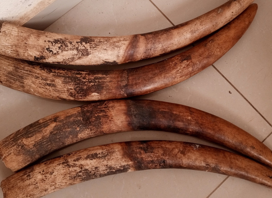 Cameroun : deux ingénieurs arrêtés pour trafic d'espèces sauvages Cameroun : deux ingénieurs arrêtés pour trafic d'espèces sauvages