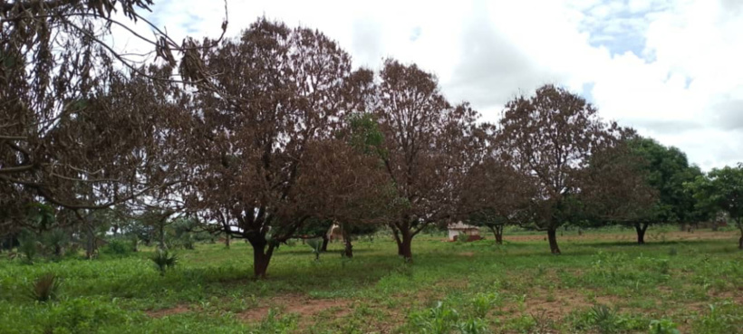 Tchad : au Logone Oriental, les arbres fruitiers dépérissent malgré les précipitations Tchad : au Logone Oriental, les arbres fruitiers dépérissent malgré les précipitations
