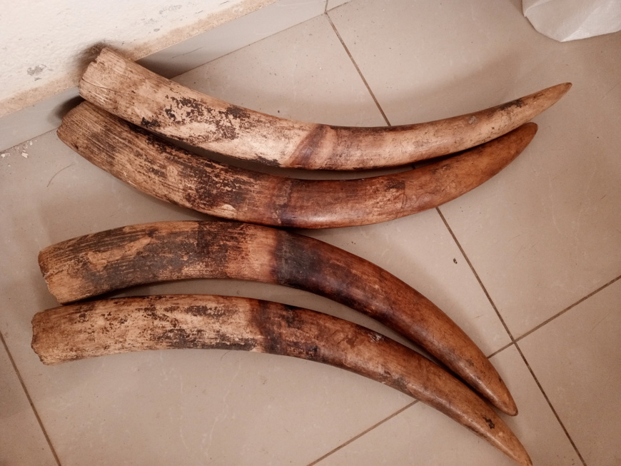 Cameroun : deux ingénieurs devant le tribunal pour trafic d'ivoire Cameroun : deux ingénieurs devant le tribunal pour trafic d'ivoire