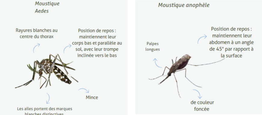Dengue ou paludisme? Comment distinguer les maladies transmises par les moustiques