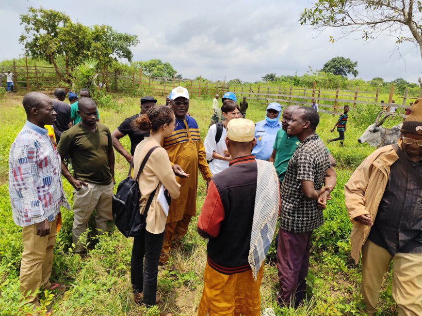 RCA : Un parc à bétail, un outil de la Minusca pour la paix RCA : Un parc à bétail, un outil de la Minusca pour la paix