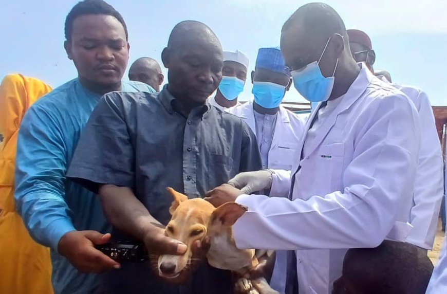 Tchad : Vaccination gratuite des chiens contre la rage à N'Djamena Tchad : Vaccination gratuite des chiens contre la rage à N'Djamena
