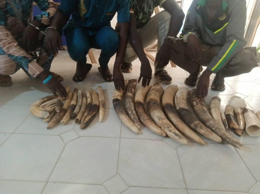 Togo : 4 trafiquants d’ivoire condamnés à 36 mois de prison dont 24 mois de sursis