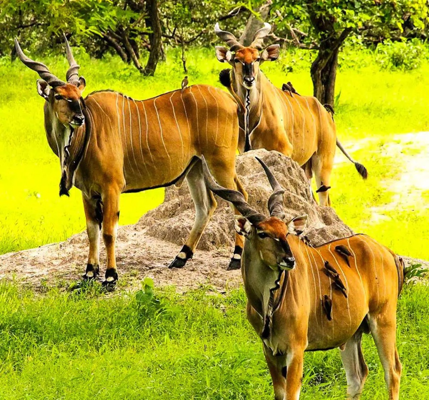 Images : la réserve faunique de Fathala et Etsy Images : la réserve faunique de Fathala et Etsy