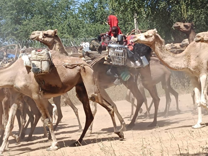 Tchad : La transhumance, un défi permanent dans le Batha Tchad : La transhumance, un défi permanent dans le Batha
