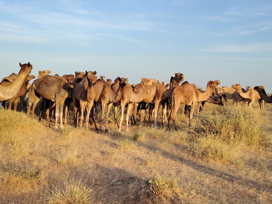 Tchad : Le canton Dogorda contribue à l'effort de guerre contre Boko Haram avec un don de dromadaires Tchad : Le canton Dogorda contribue à l'effort de guerre contre Boko Haram avec un don de dromadaires