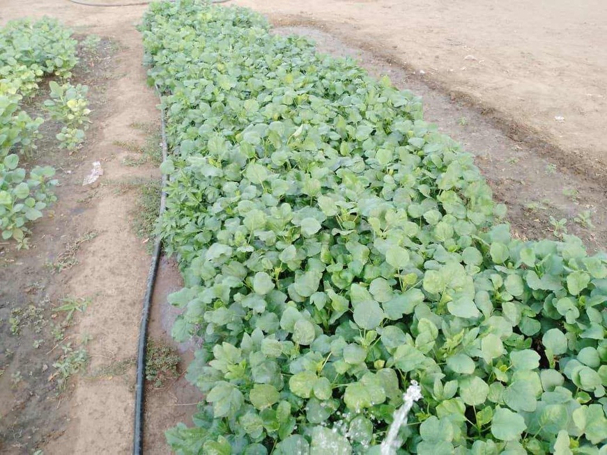 Tchad : à N'Djamena, l'oseille est rare et de mauvaise qualité Tchad : à N'Djamena, l'oseille est rare et de mauvaise qualité