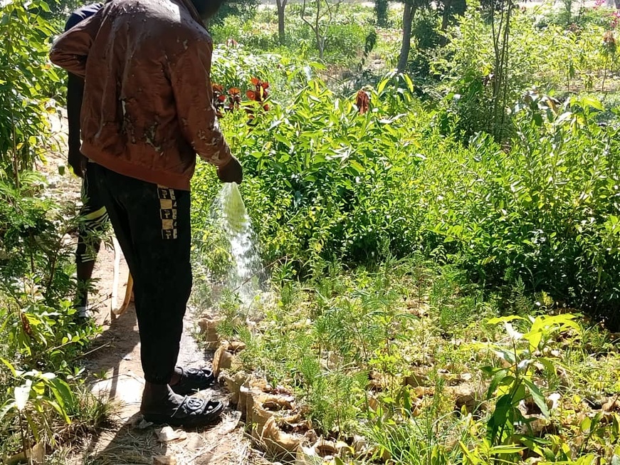 Tchad - Les jardiniers de Ndjari crient famine : le manque d'eau menace la production maraîchère Tchad - Les jardiniers de Ndjari crient famine : le manque d'eau menace la production maraîchère