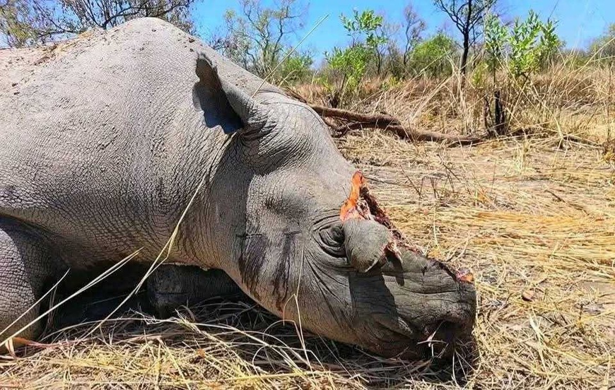 Tchad : l’AJDE réagit face à la menace des braconniers sur les rhinocéros du Parc de Zakouma Tchad : l’AJDE réagit face à la menace des braconniers sur les rhinocéros du Parc de Zakouma