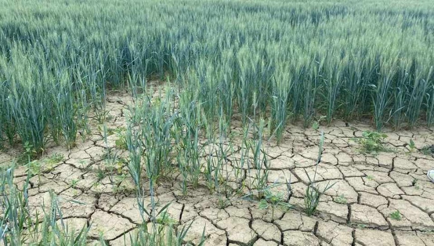 Tchad : à Bongor, la culture irriguée du riz menacée par une pénurie de gaz