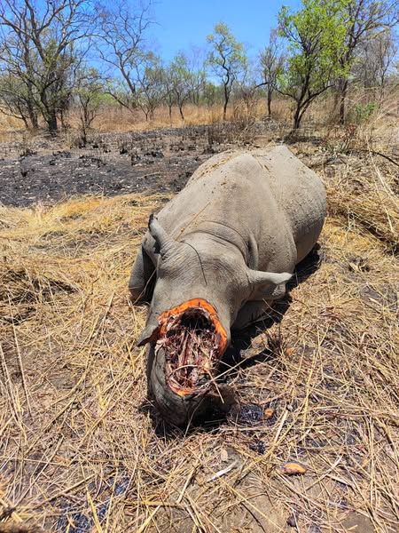 Tchad : Arrestation de présumés braconniers de Rhinocéros Noirs à Zakouma
