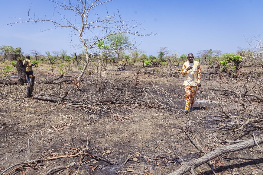 Tchad : Destruction massive d'arbres sur le site pétrolier de Cécilia - Le Ministère de l'Environnement saisit la justice Tchad : Destruction massive d'arbres sur le site pétrolier de Cécilia - Le Ministère de l'Environnement saisit la justice