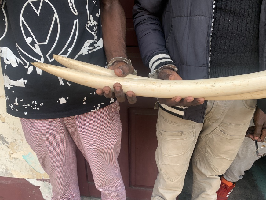 Cameroun : une femme aux arrêts pour trafic de défenses d'éléphants