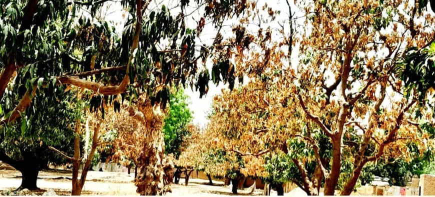 Tchad : l'impact de la canicule constitue une menace à l'écosystème