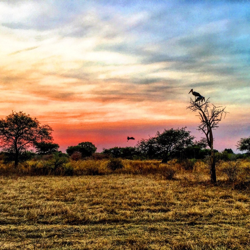 ​Tchad : Crash d’un avion de surveillance au parc national de Zakouma – Deux morts