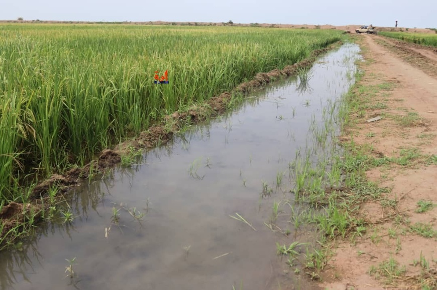 Tchad : le CEMGA évalue le projet pilote de culture de riz en contre-saison de l’OGEMIP au ​Mayo-Kebbi Est