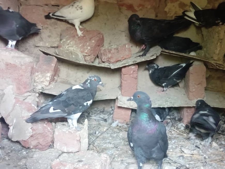 N'Djamena : L'élevage de pigeons domestiques en voie de disparition N'Djamena : L'élevage de pigeons domestiques en voie de disparition