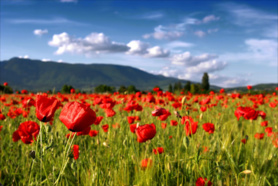 Bonne fête de Saint Valentin à mes amies, mes sœurs, mes mamans et à toutes les femmes Centrafricaines