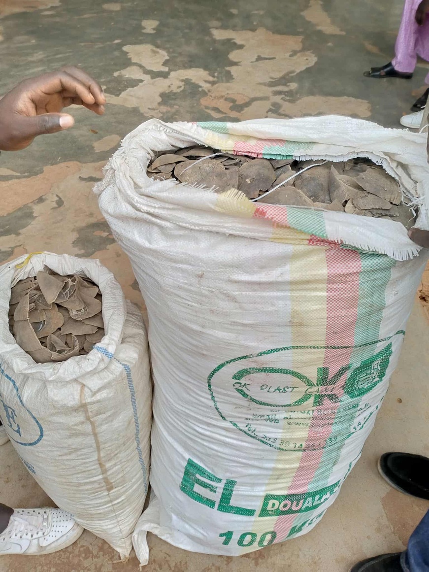 Cameroun : trois trafiquants devant le tribunal pour commerce illégal d'écailles de pangolins à Ntui Cameroun : trois trafiquants devant le tribunal pour commerce illégal d'écailles de pangolins à Ntui