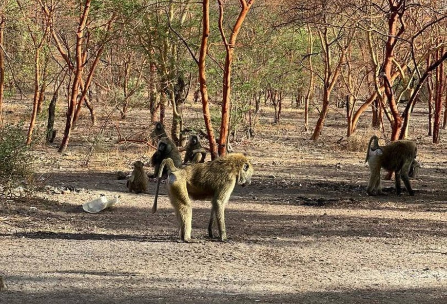 Tchad - Tourisme / Les babouins de Zakouma : Des rencontres insolites et divertissantes au cœur du parc national Tchad - Tourisme / Les babouins de Zakouma : Des rencontres insolites et divertissantes au cœur du parc national