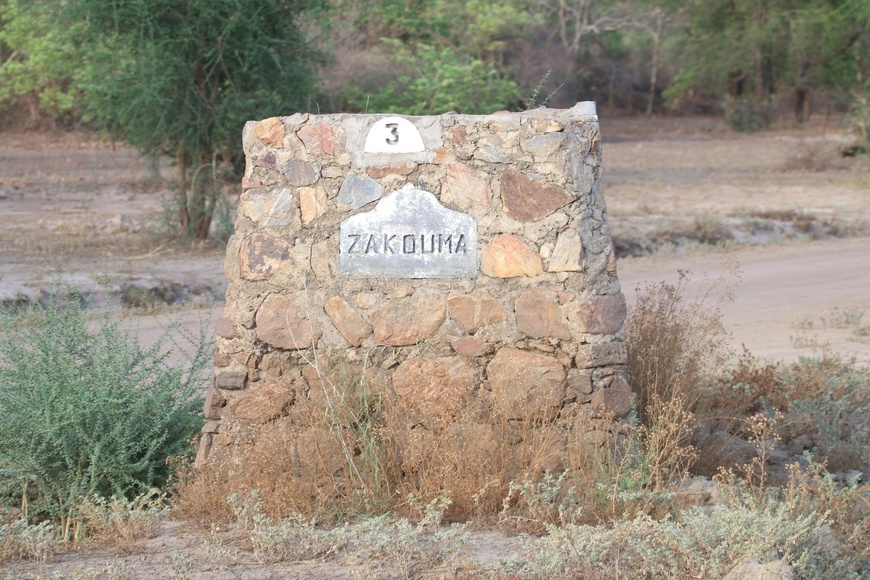 Tchad - Tourisme / Les babouins de Zakouma : Des rencontres insolites et divertissantes au cœur du parc national