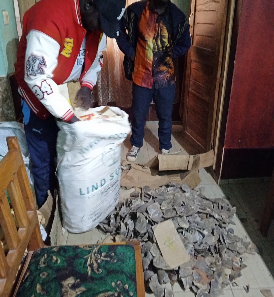 Cameroun : deux personnes arrêtées avec 90 kg d'écailles de pangolin géant à Tibati