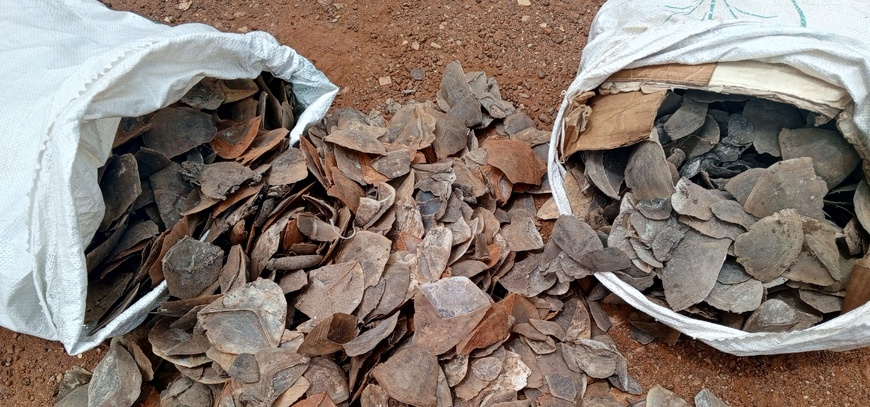 Cameroun : deux personnes arrêtées avec 90 kg d'écailles de pangolin géant à Tibati