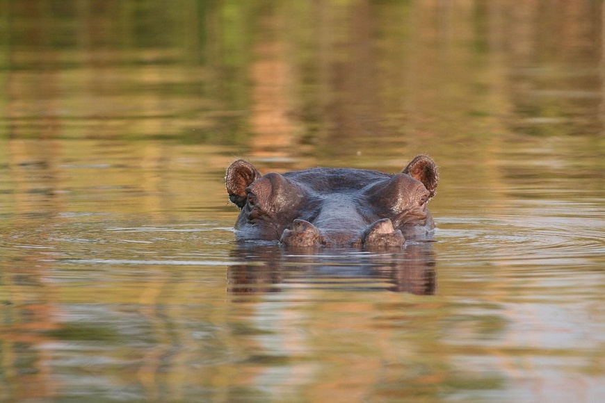 Tchad : Alerte à l'anthrax après la mort d'hippopotames à Youé