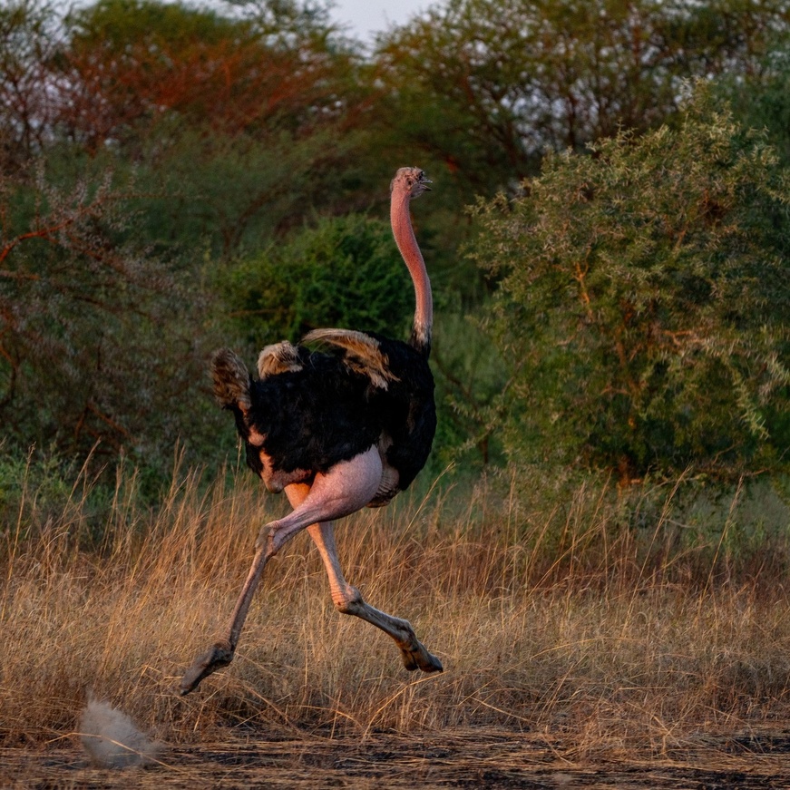 Images : Zakouma National Park Images : Zakouma National Park