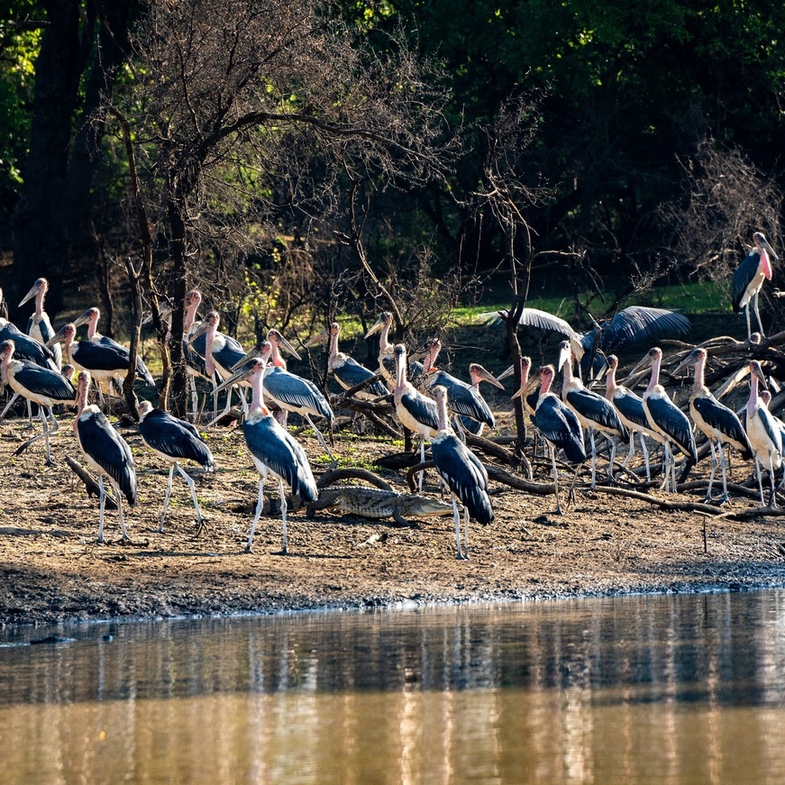 Tchad - Tourisme : Le Parc National de Zakouma, un trésor naturel à préserver et à faire rayonner