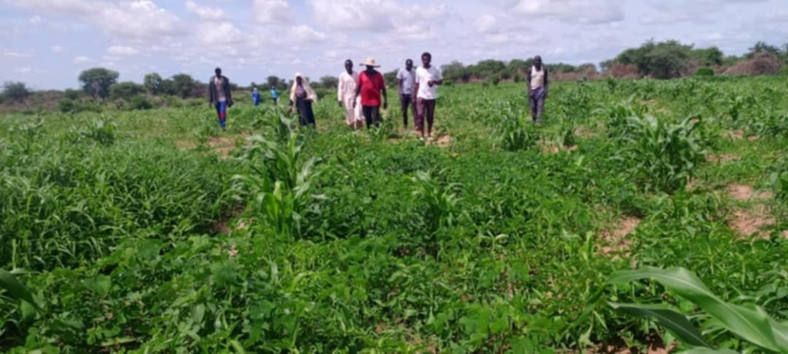 Tchad : au Guéra, Akouna Tirane est un cultivateur qui inspire sa communauté