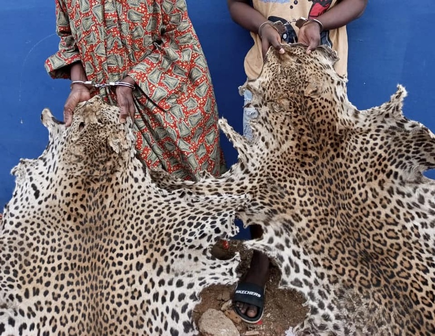 Afrique : 34 trafiquants d’espèces fauniques arrêtés dans 5 pays africains Afrique : 34 trafiquants d’espèces fauniques arrêtés dans 5 pays africains