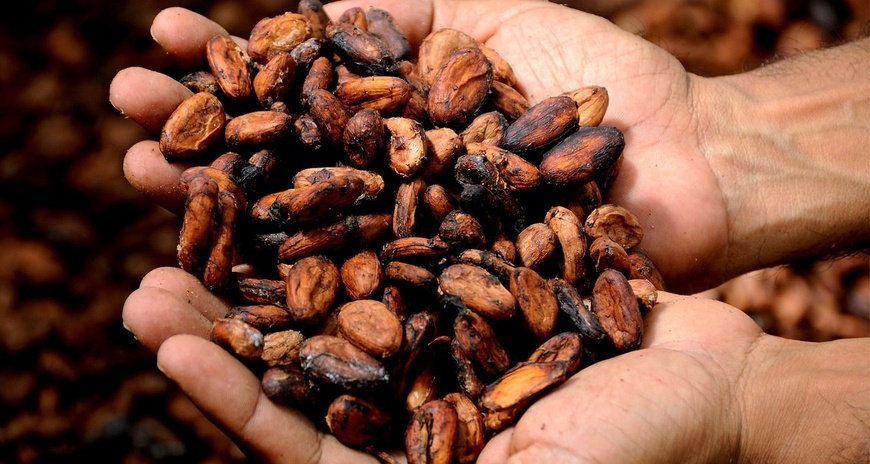 Côte d'Ivoire : initiative novatrice pour protéger les enfants dans les communautés productrices de cacao Côte d'Ivoire : initiative novatrice pour protéger les enfants dans les communautés productrices de cacao