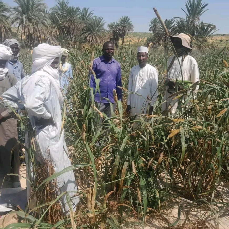 Tchad : Des hectares de champs de mil dévastés par des chenilles à Wouro, dans le Kanem Tchad : Des hectares de champs de mil dévastés par des chenilles à Wouro, dans le Kanem