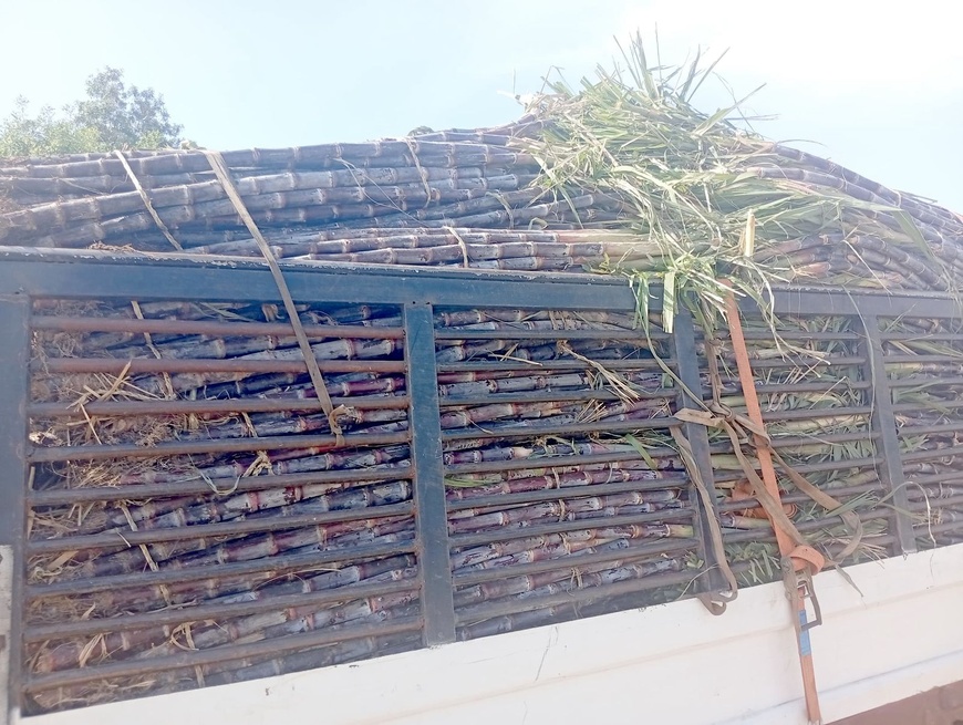 Tchad : La canne à sucre, un pilier économique saisonnier essentiel de Kélo à N'Djamena Tchad : La canne à sucre, un pilier économique saisonnier essentiel de Kélo à N'Djamena