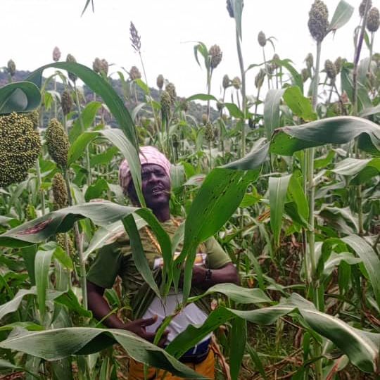 Tchad : Inquiétude des cultivateurs du Guéra Malgré un bon début de saison pluvieuse