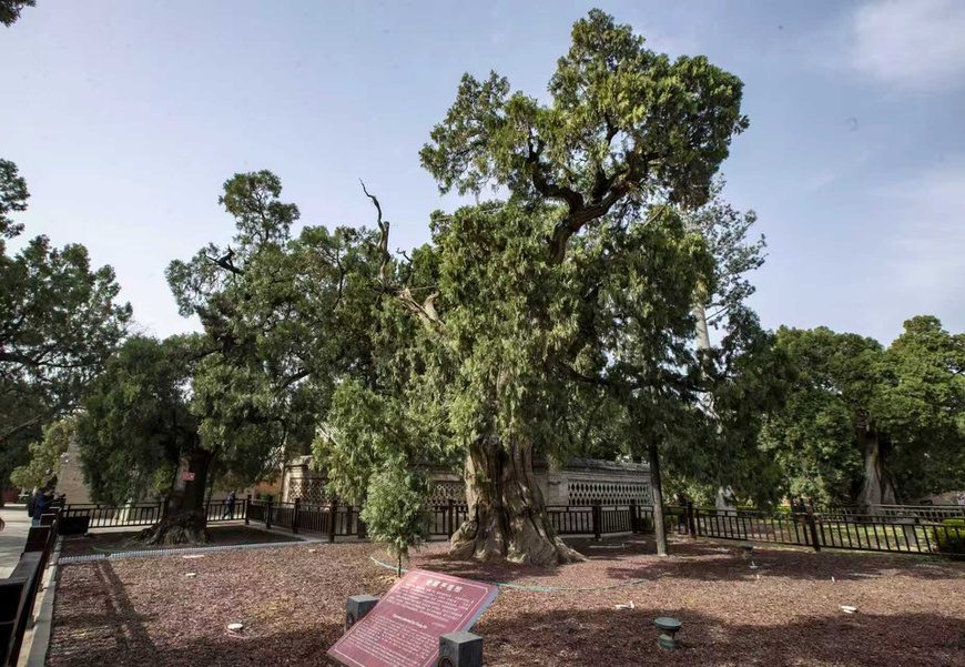 Photo shows ancient cypresses in the Cangjie Temple. (Photo/Peng Yipeng)